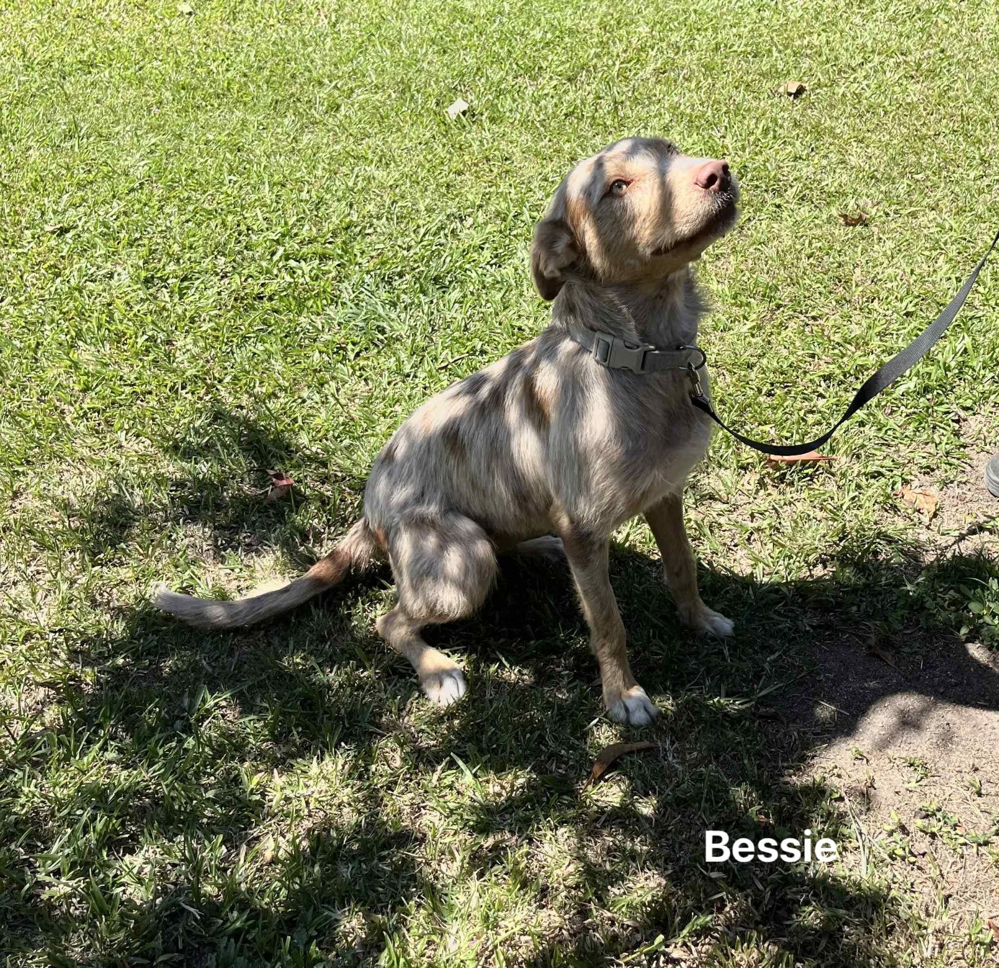 Bessie Bessie